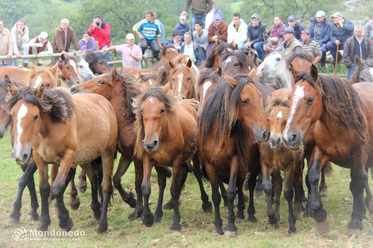 Rapa das Bestas
Caballos en el curro
