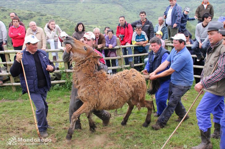 Rapa das Bestas
Agarrando un caballo
