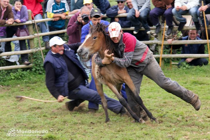 Rapa das Bestas
Tratando de tumbar un caballo
