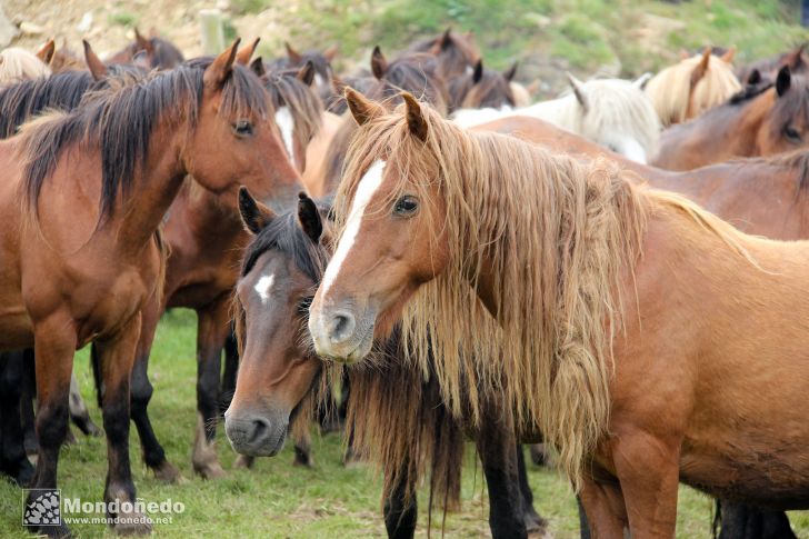 Rapa das Bestas
Caballos en el curro
