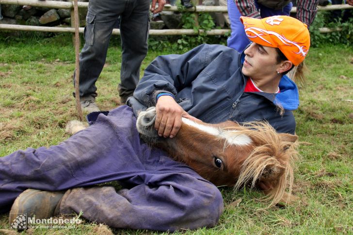 Rapa das Bestas
Tumbando un caballo
