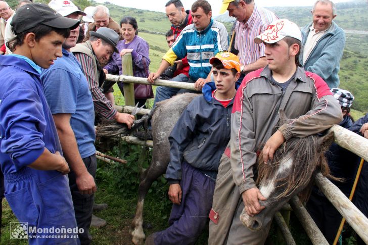 Rapa das Bestas
En el curro
