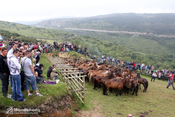 Rapa das Bestas
El curro durante la rapa
