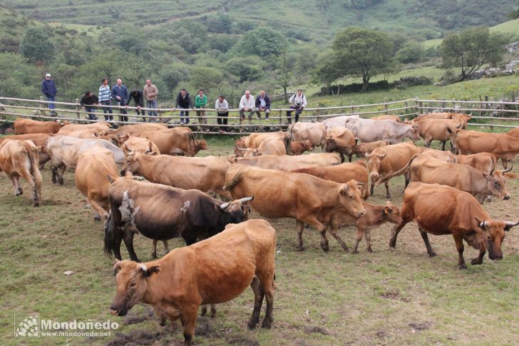 Rapa das Bestas
Vacas en el curro
