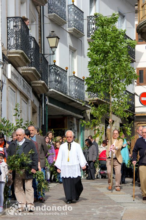 Domingo de Ramos
Procesión de Ramos
