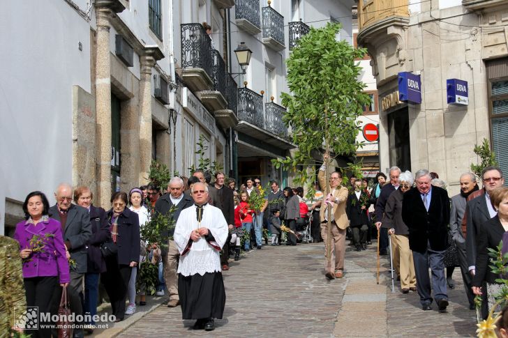 Domingo de Ramos
Procesión de Ramos
