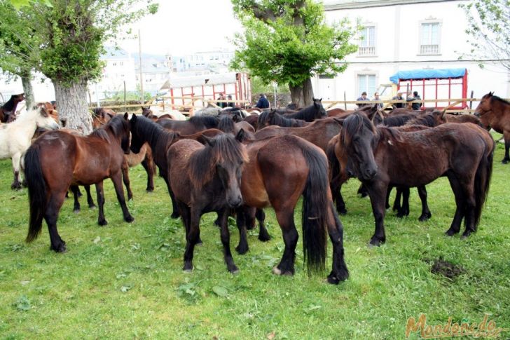 As Quendas 2008
Caballos en la feria
