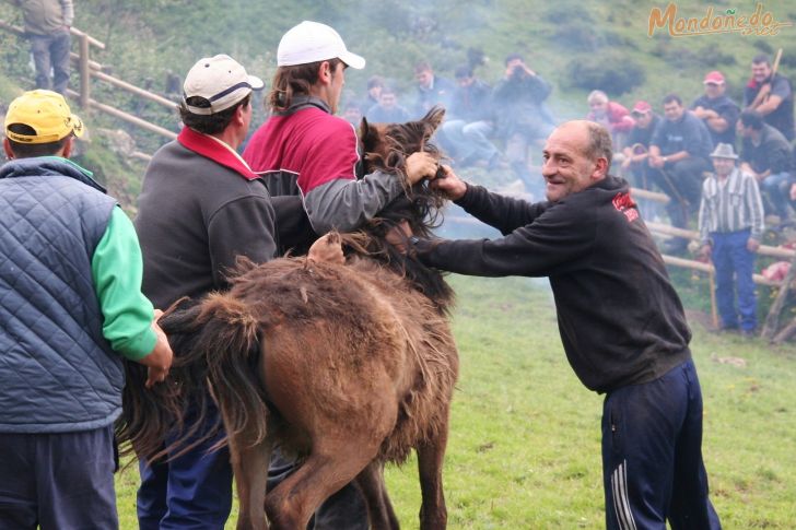 Rapa das Bestas
Agarrando un caballo
