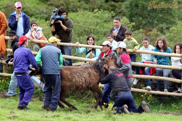 Rapa das Bestas
Agarrando un caballo
