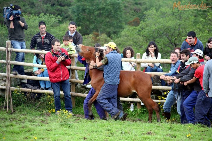 Rapa das Bestas
Agarrando un caballo
