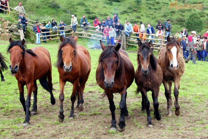 Rapa das Bestas
Caballos en el curro
