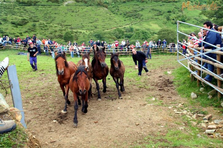 Rapa das Bestas
Saliendo del curro
