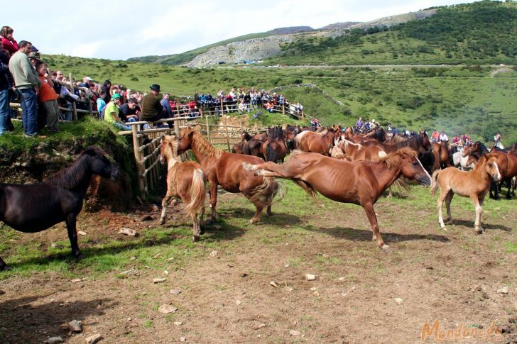 Rapa das Bestas
Caballo dando coces
