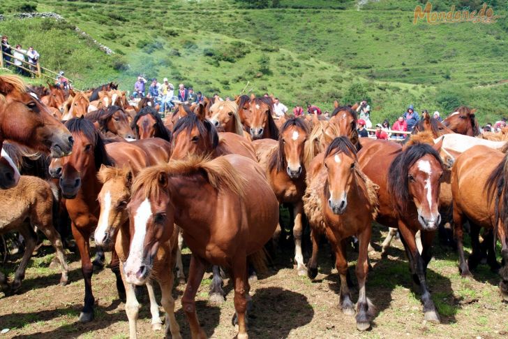 Rapa das Bestas
Caballos en el curro
