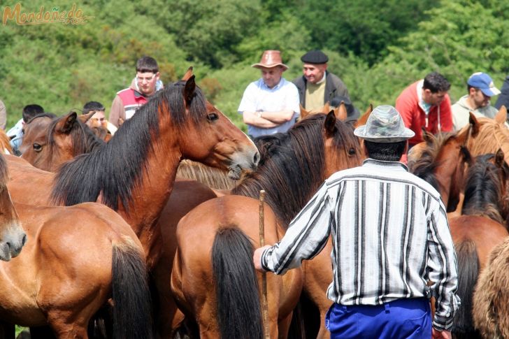 Rapa das Bestas
Caballos en el curro
