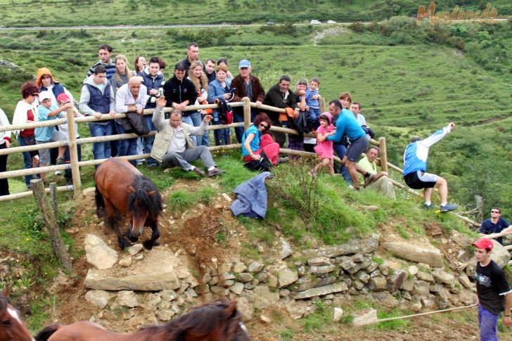 Rapa das Bestas
Caballo amedrentando al público
