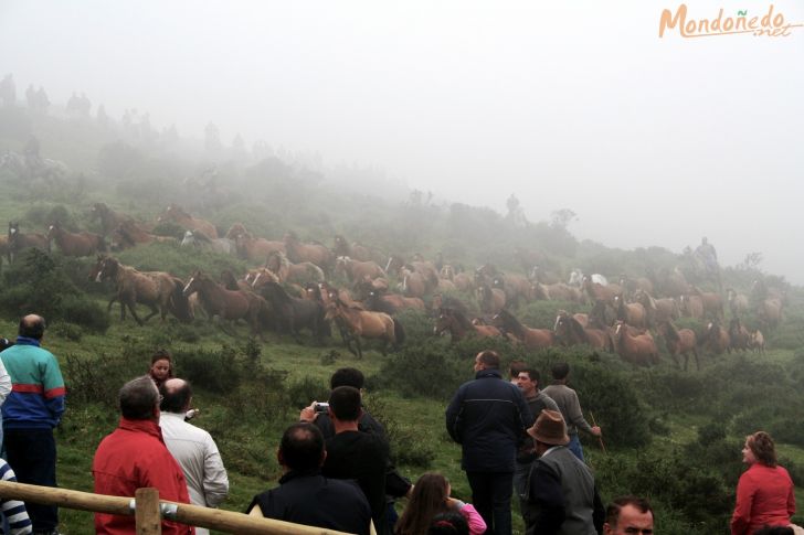 Rapa das Bestas 2008
Llegando al curro en medio de la niebla
