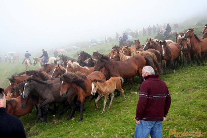 Rapa das Bestas 2008
Metiendo los caballos en el curro
