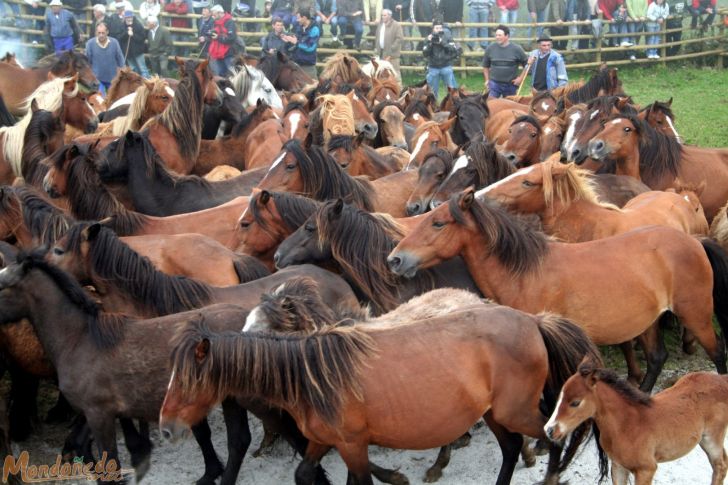 Rapa das Bestas 2008
Caballos en el curro
