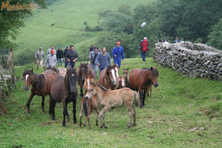 Rapa das Bestas 2008
Llegando al curro
