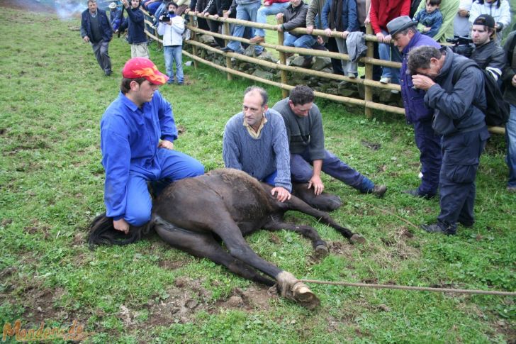 Rapa das Bestas 2008
Dominando un caballo
