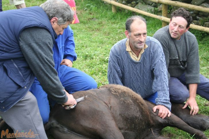 Rapa das Bestas 2008
Rapando los caballos
