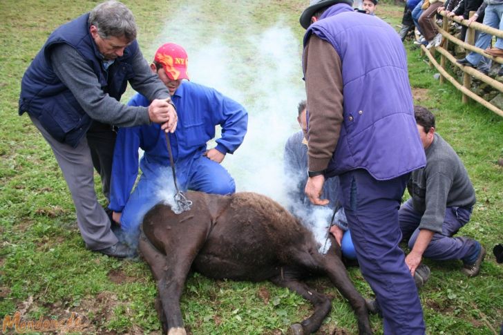 Rapa das Bestas 2008
Marcando los caballos
