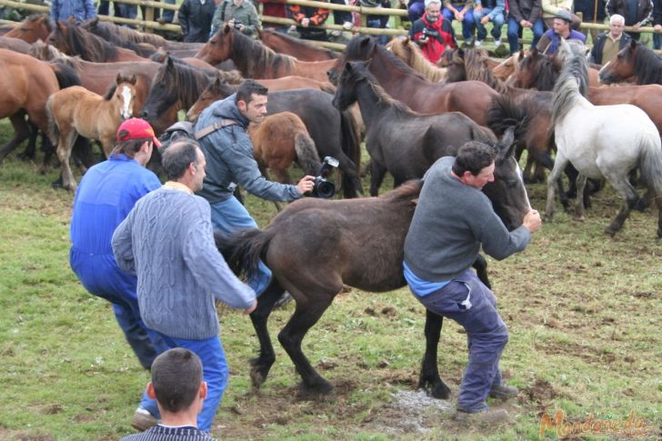 Rapa das Bestas 2008
Agarrando un caballo
