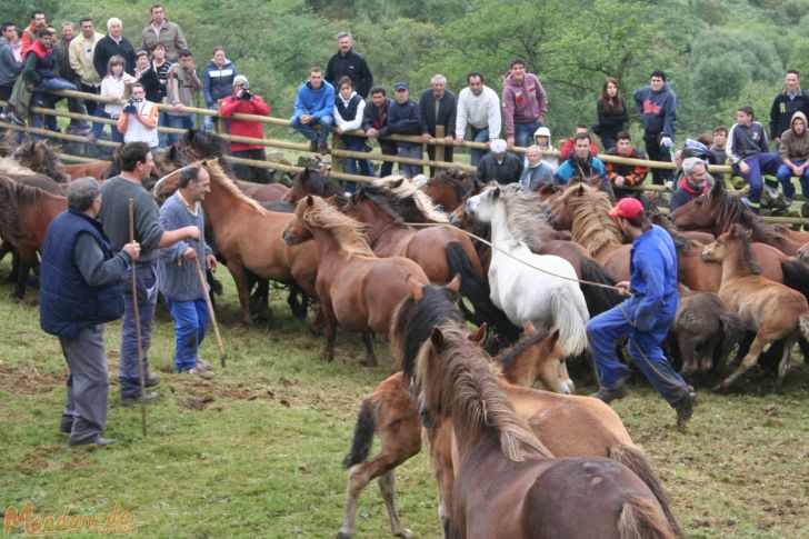 Rapa das Bestas 2008
Agarrando los caballos
