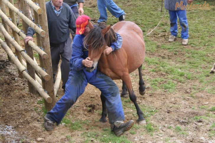 Rapa das Bestas 2008
Agarrando un caballo
