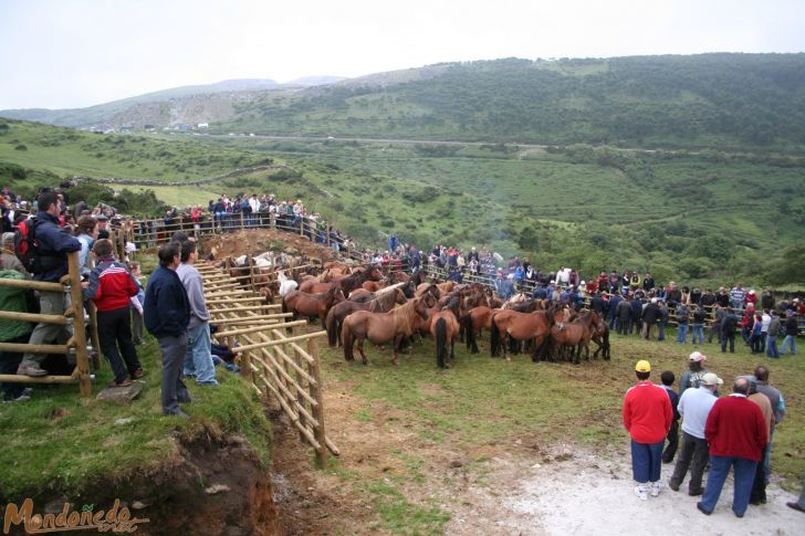 Rapa das Bestas 2008
Caballos en el curro
