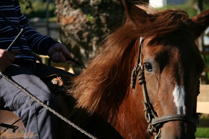 Concurso de Andadura Galega
Uno de los caballos
