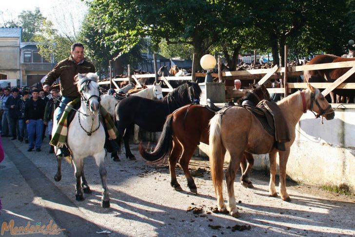 As San Lucas 2009
Caballos de la feria
