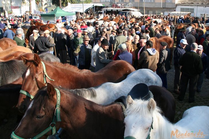 As San Lucas 2009
Feria de ganado
