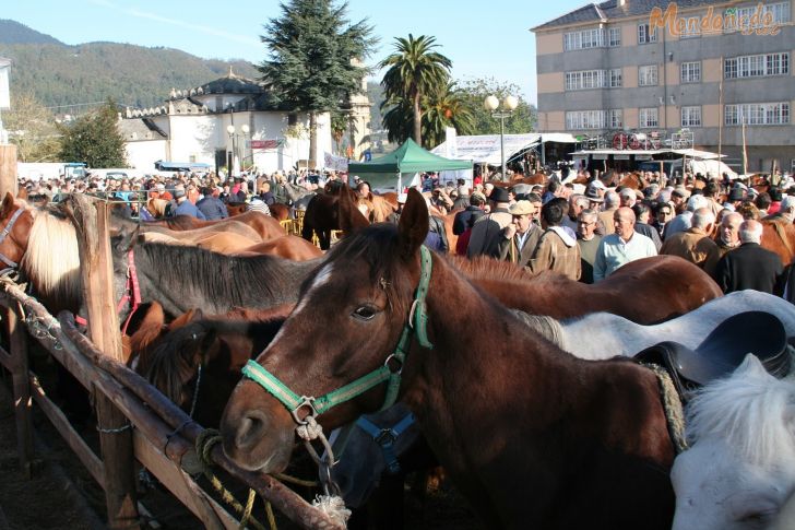 As San Lucas 2009
Feria de ganado caballar
