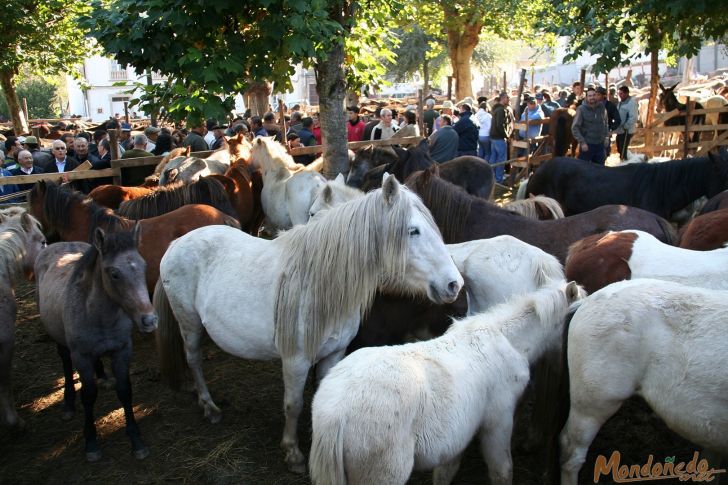 As San Lucas 2009
Caballos de la feria
