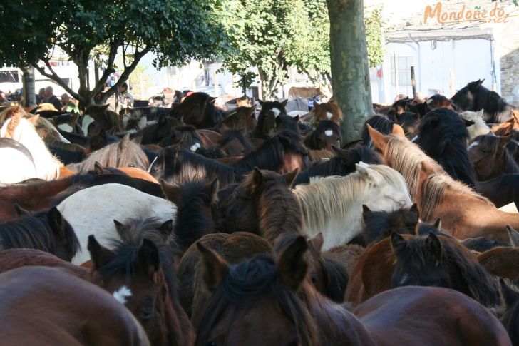 As San Lucas 2009
Caballos
