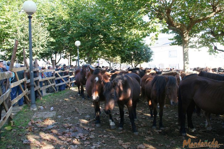 As San Lucas 2009
En la feria
