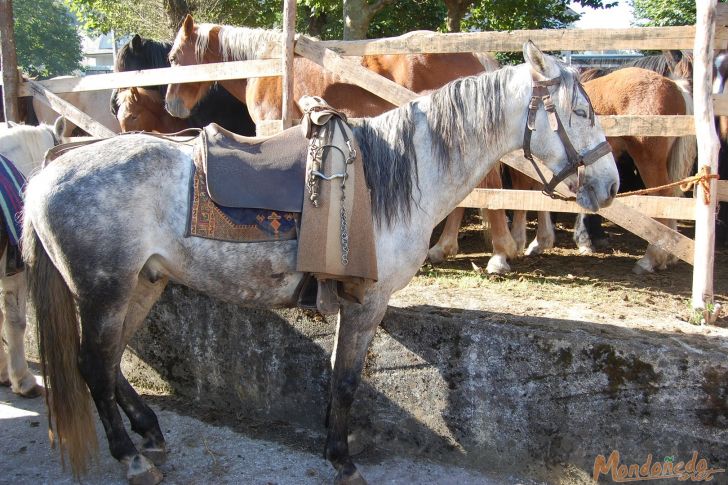 As San Lucas 2009
Un caballo de la feria
