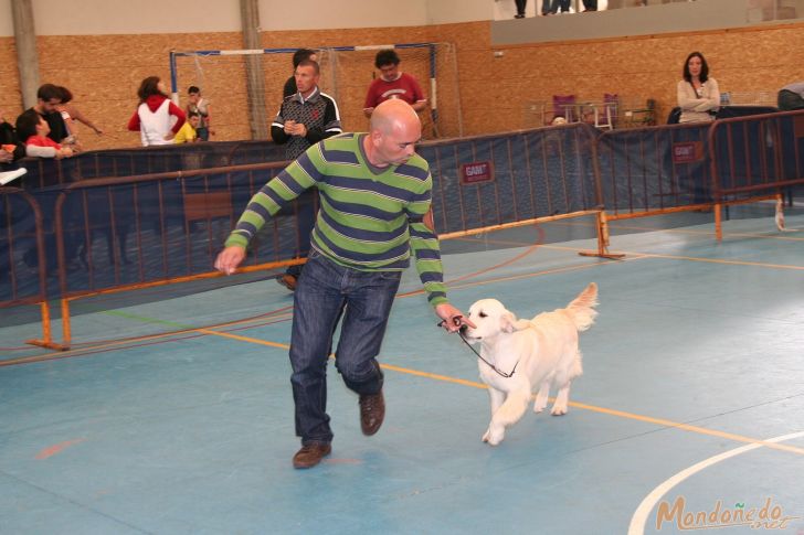 Concurso Canino
Finales
