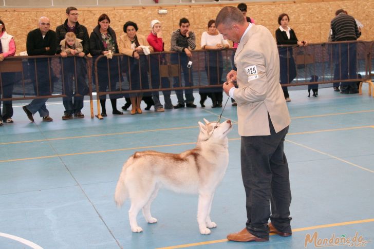 Concurso Canino
Participando en la final
