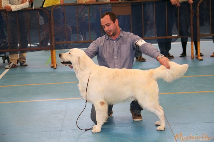 Concurso Canino
Un momento de la final
