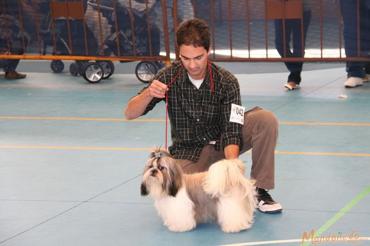 Concurso Canino
Finales del concurso
