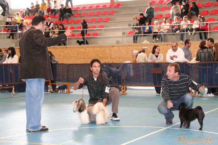 Concurso Canino
Finales del concurso
