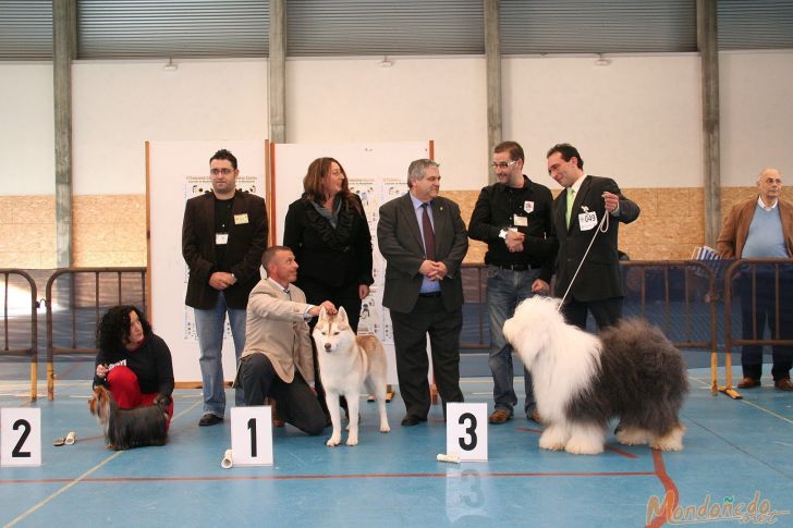 Concurso Canino
Entrega de premios - Los mejores del concurso
