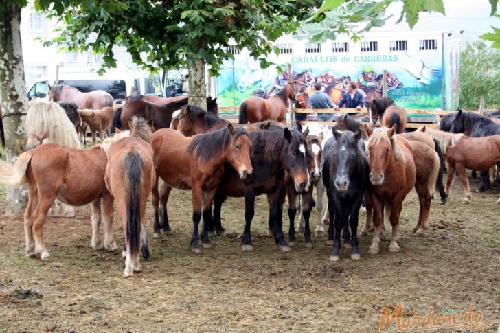 As San Lucas 2007
Los caballos de la feria
