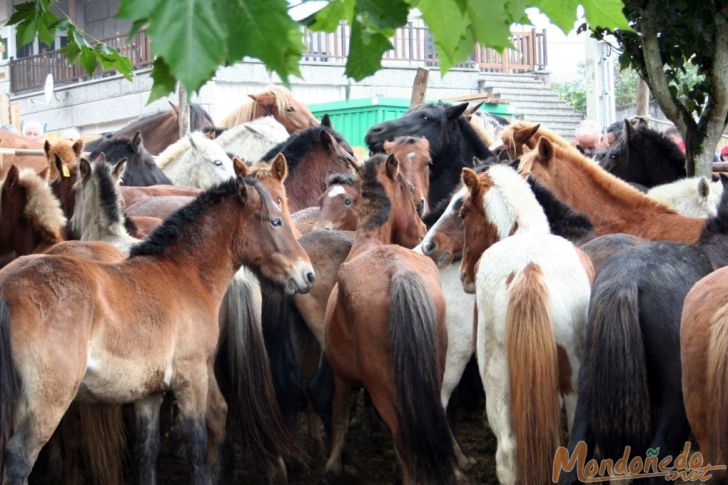 As San Lucas 2007
Caballos
