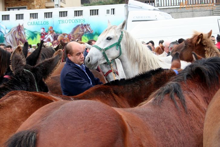 As San Lucas
Feria de ganado
