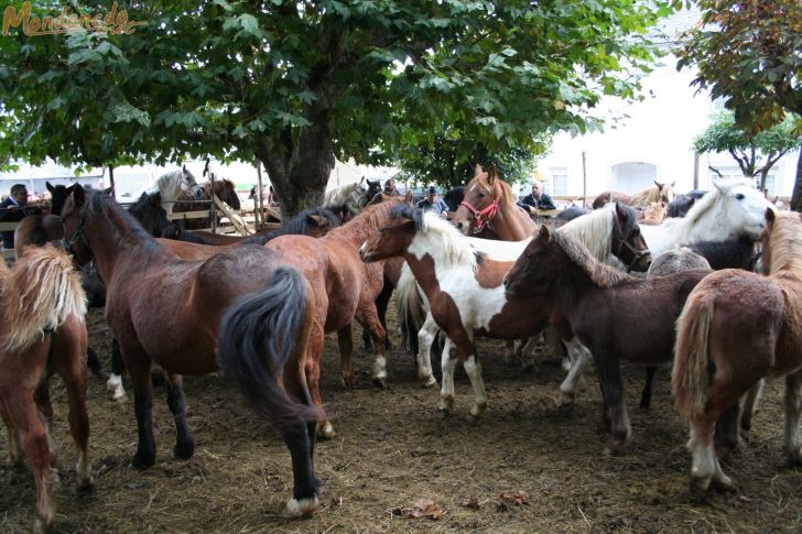 As San Lucas
Caballos de la feria
