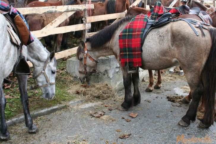 As San Lucas
Caballos en la feria
